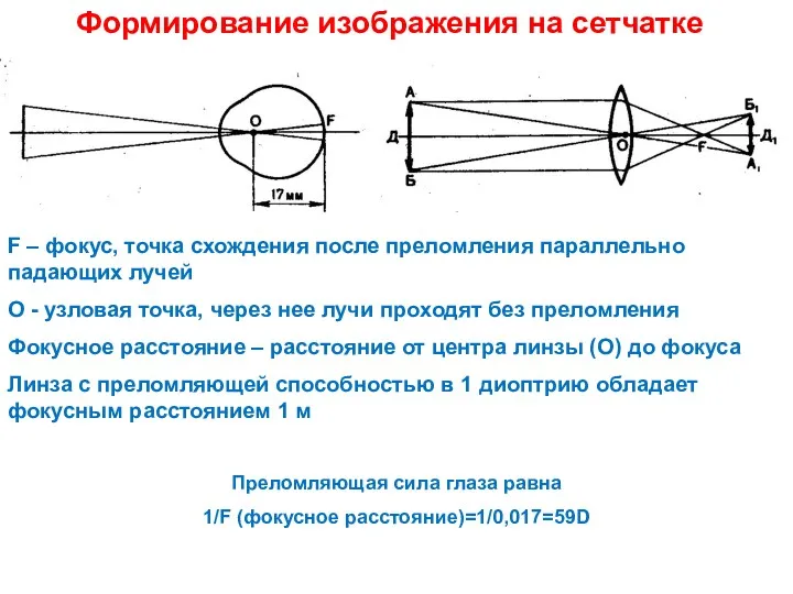 Формирование изображения на сетчатке F – фокус, точка схождения после