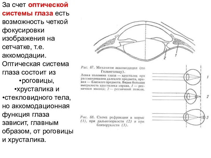 За счет оптической системы глаза есть возможность четкой фокусировки изображения