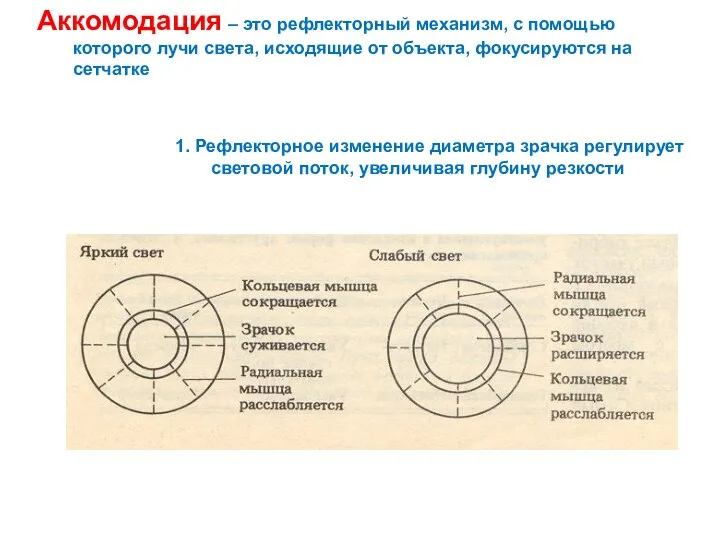 Аккомодация – это рефлекторный механизм, с помощью которого лучи света,