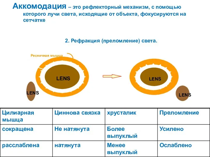 Аккомодация – это рефлекторный механизм, с помощью которого лучи света,