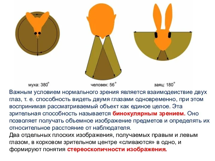 Важным условием нормального зрения является взаимодействие двух глаз, т. е.