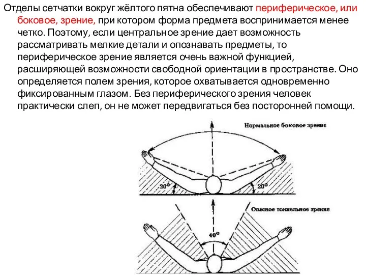 Отделы сетчатки вокруг жёлтого пятна обеспечивают периферическое, или боковое, зрение,