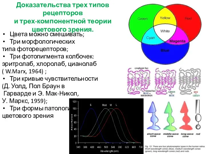 Доказательства трех типов рецепторов и трех-компонентной теории цветового зрения. Цвета