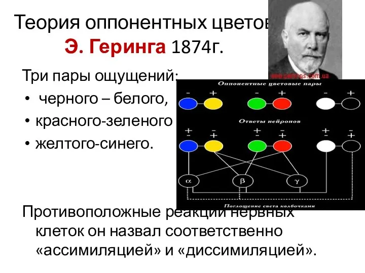 Теория оппонентных цветов Э. Геринга 1874г. Три пары ощущений: черного