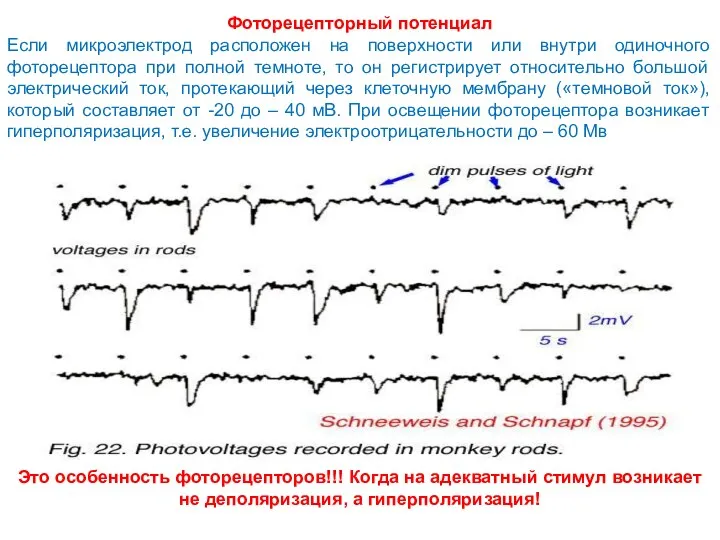 Фоторецепторный потенциал Если микроэлектрод расположен на поверхности или внутри одиночного