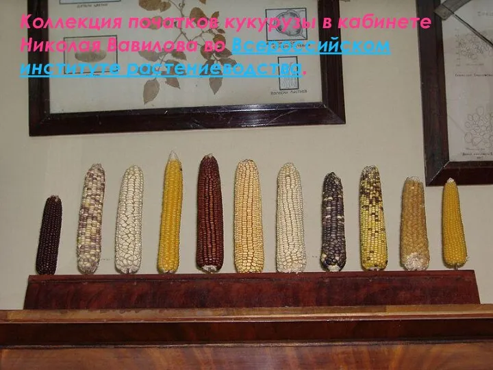 Коллекция початков кукурузы в кабинете Николая Вавилова во Всероссийском институте растениеводства.