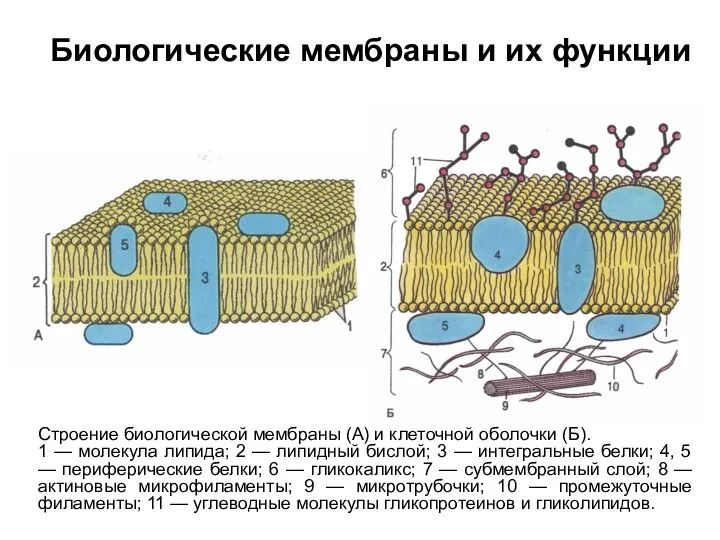 Строение биологической мембраны (А) и клеточной оболочки (Б). 1 —