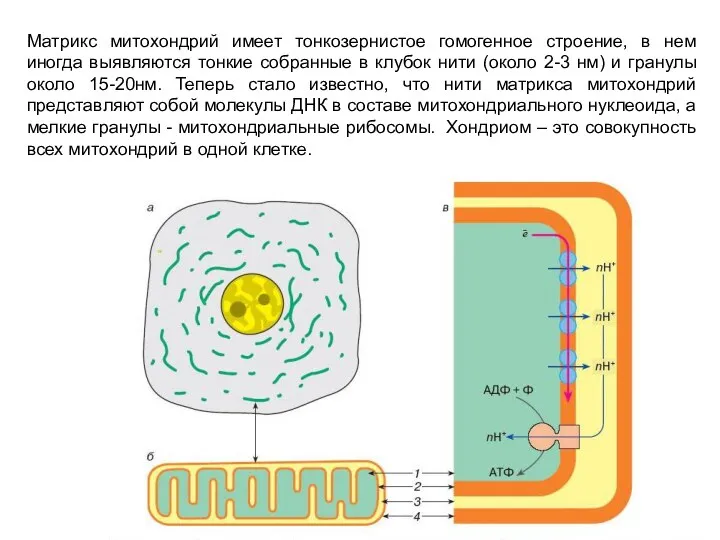 Матрикс митохондрий имеет тонкозернистое гомогенное строение, в нем иногда выявляются