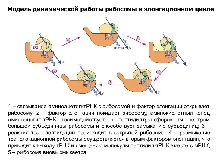 Модель динамической работы рибосомы в элонгационном цикле 1 – связывание