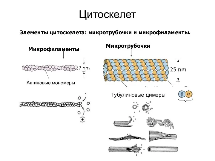 Элементы цитоскелета: микротрубочки и микрофиламенты. Микротрубочки Микрофиламенты Цитоскелет Актиновые мономеры Тубулиновые димеры
