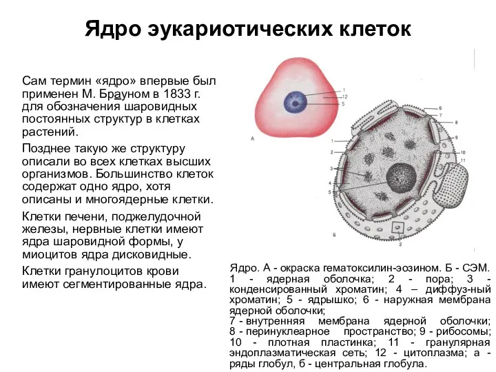 Ядро эукариотических клеток Сам термин «ядро» впервые был применен М.