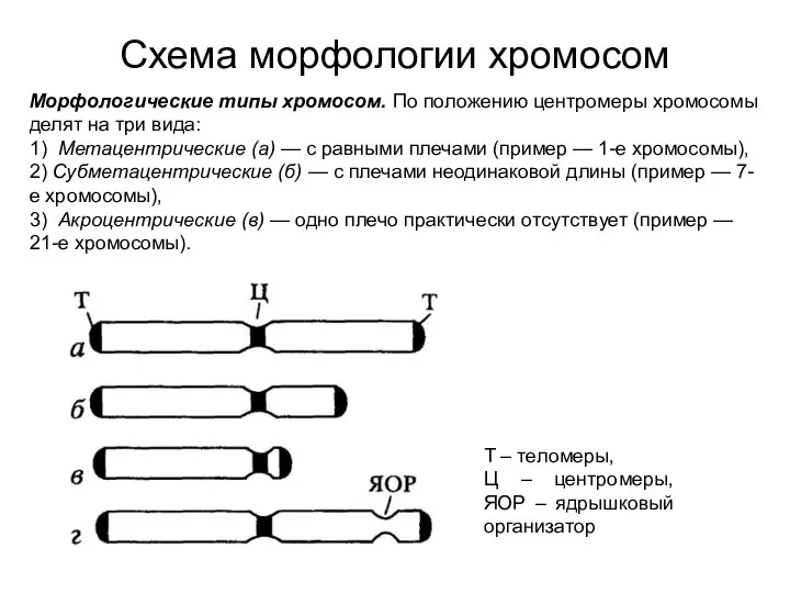 Схема морфологии хромосом Т – теломеры, Ц – центромеры, ЯОР