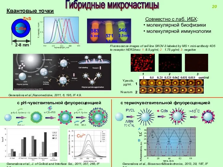 Гибридные микрочастицы Квантовые точки Fluorescence images of cell line SKOV-3