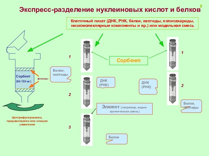 Экспресс-разделение нуклеиновых кислот и белков Белки, пептиды 2 3 ДНК