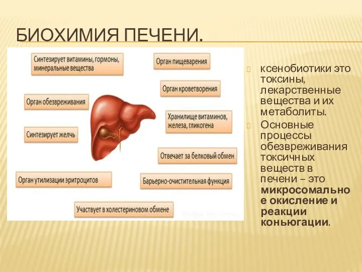 БИОХИМИЯ ПЕЧЕНИ. ксенобиотики это токсины, лекарственные вещества и их метаболиты.