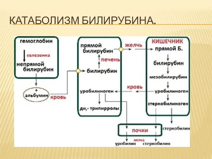 КАТАБОЛИЗМ БИЛИРУБИНА.