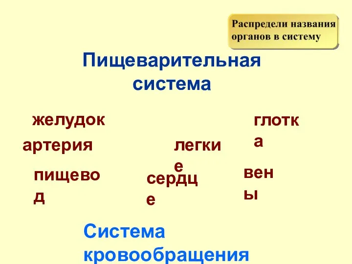 Пищеварительная система желудок Система кровообращения пищевод сердце легкие глотка артерия вены