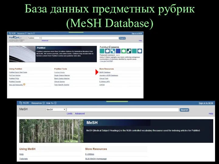 База данных предметных рубрик (MeSH Database)