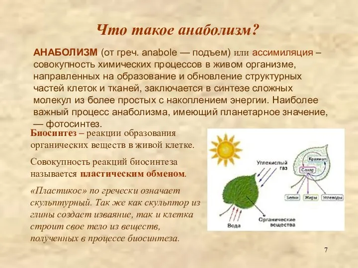 Что такое анаболизм? АНАБОЛИЗМ (от греч. anabole — подъем) или