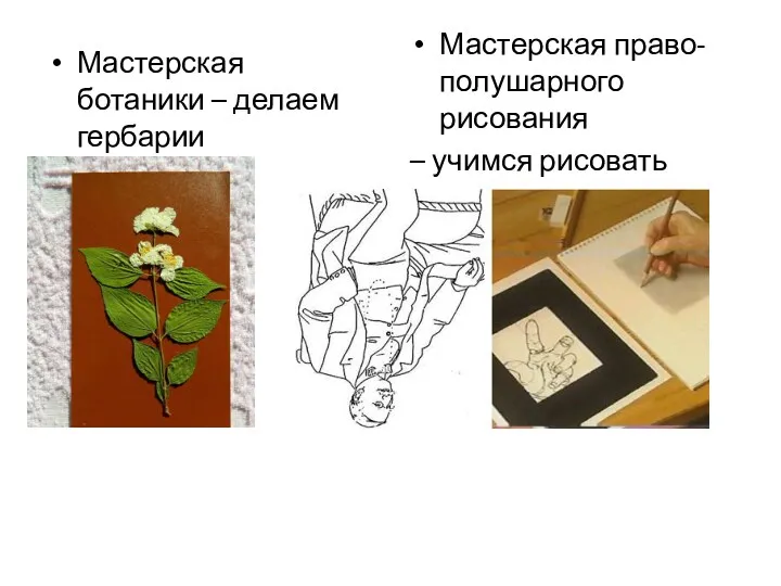 Мастерская ботаники – делаем гербарии Мастерская право- полушарного рисования – учимся рисовать