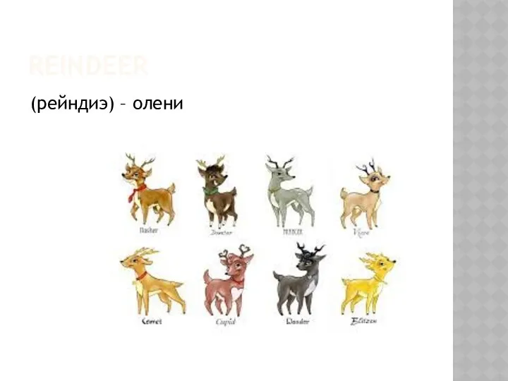 REINDEER (рейндиэ) – олени