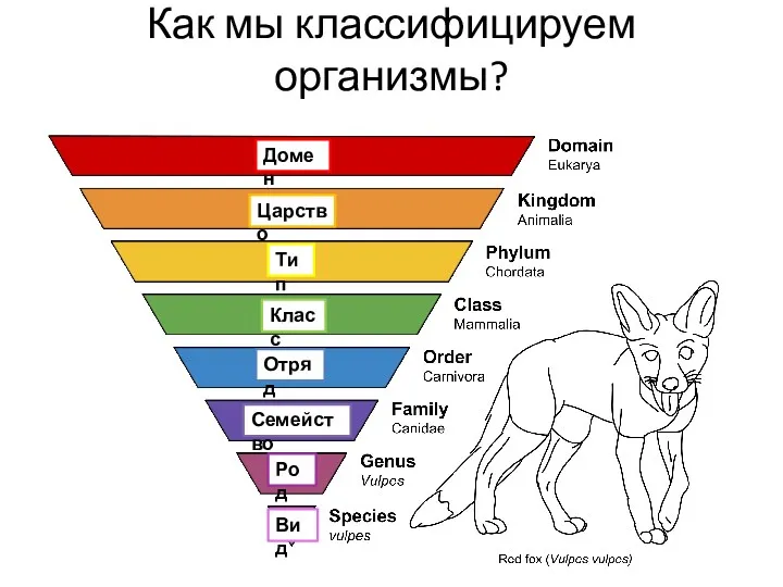 Как мы классифицируем организмы? Домен Царство Тип Класс Отряд Семейство Род Вид