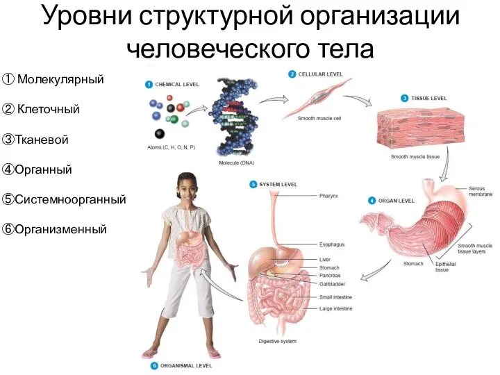 Уровни структурной организации человеческого тела Молекулярный Клеточный Тканевой Органный Системноорганный Организменный