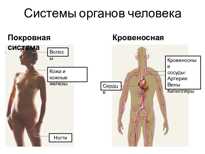 Системы органов человека Волосы Кожа и кожные железы Ногти Покровная