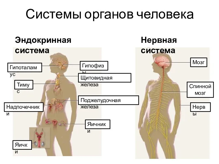 Системы органов человека Нервная система Мозг Спинной мозг Нервы Гипофизы