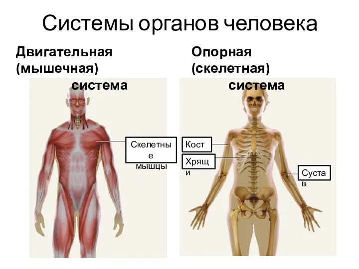 Системы органов человека Скелетные мышцы Двигательная (мышечная) система Кости Хрящи Сустав Опорная (скелетная) система