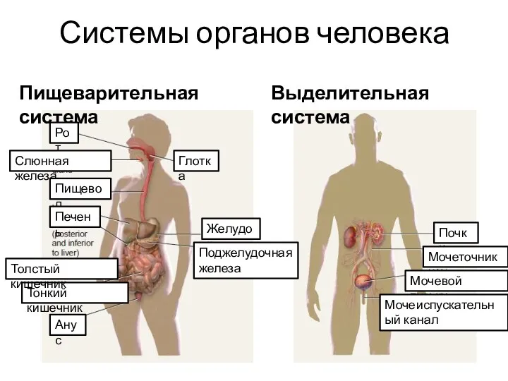 Системы органов человека Выделительная система Пищеварительная система Рот Глотка Слюнная