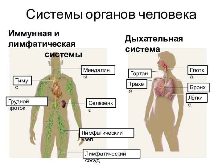 Системы органов человека Дыхательная система Иммунная и лимфатическая системы Гортань