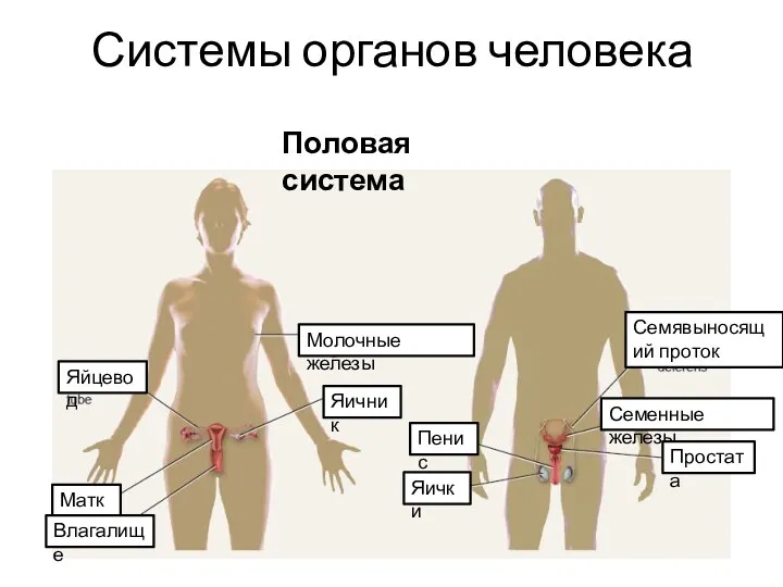 Системы органов человека Половая система Яйцевод Молочные железы Яичник Матка