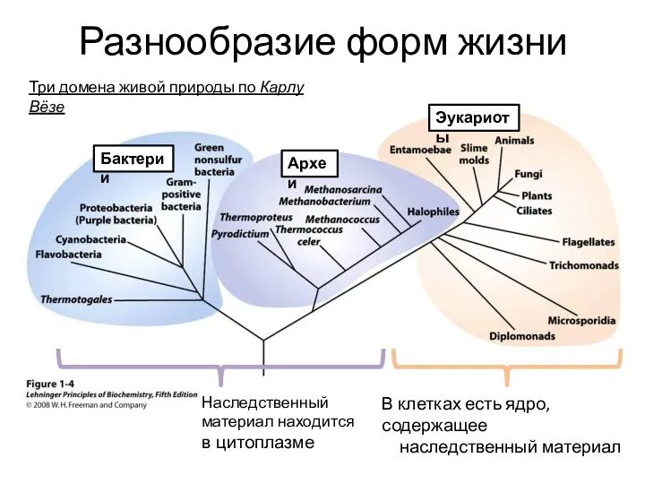 Разнообразие форм жизни Бактерии Археи Эукариоты В клетках есть ядро,