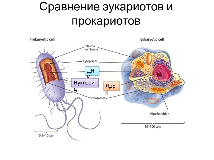 Сравнение эукариотов и прокариотов ДНК Ядро Нуклеоид