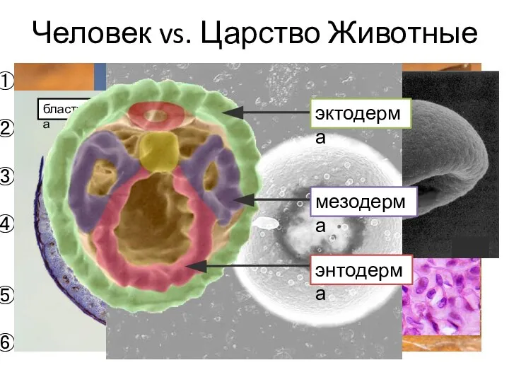 Человек vs. Царство Животные гетеротрофность подвижный образ жизни многоклеточность в