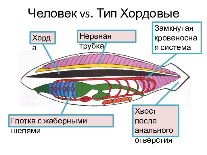 Человек vs. Тип Хордовые Хорда Нервная трубка Глотка с жаберными