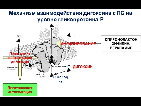 СПИРОНОЛАКТОН ХИНИДИН, ВЕРАПАМИЛ Механизм взаимодействия дигоксина с ЛС на уровне