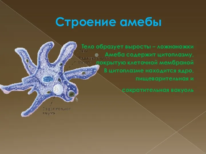 Строение амебы Тело образует выросты – ложноножки Амеба содержит цитоплазму,