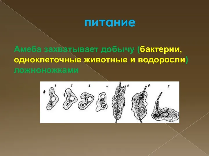 питание Амеба захватывает добычу (бактерии, одноклеточные животные и водоросли) ложноножками