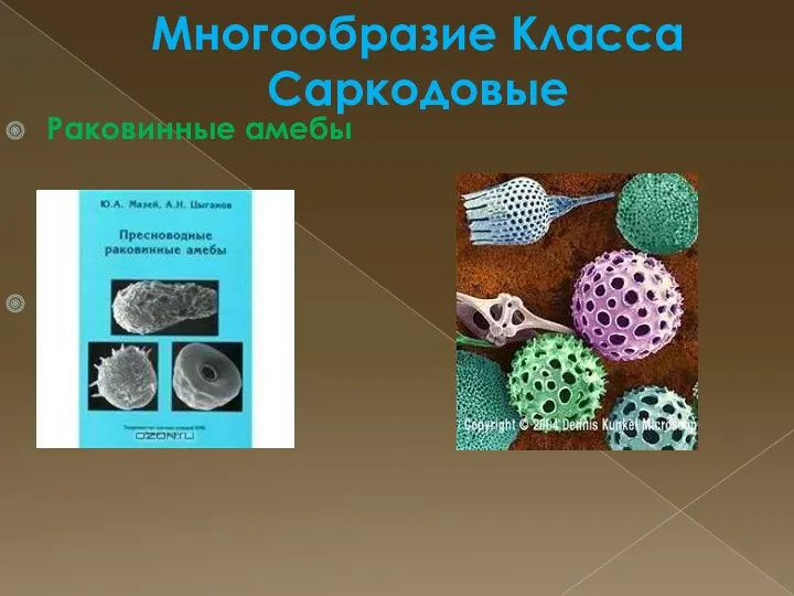 Многообразие Класса Саркодовые Раковинные амебы