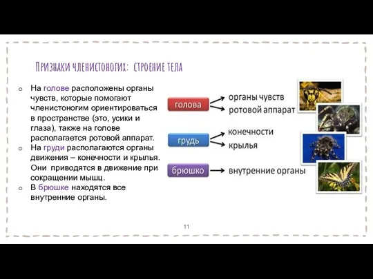 Признаки членистоногих: cтроение тела На голове расположены органы чувств, которые