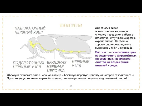 Нервная система Образует окологлоточное нервное кольцо и брюшную нервную цепочку,