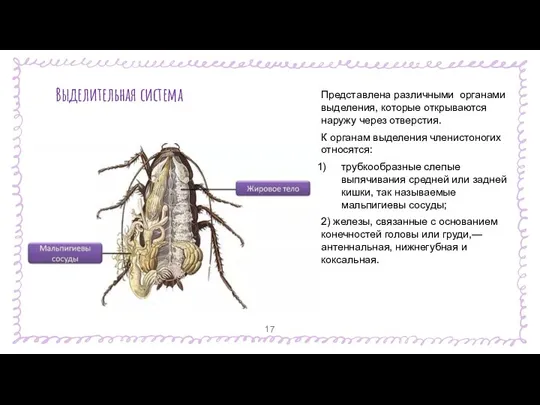 Представлена различными органами выделения, которые открываются наружу через отверстия. К