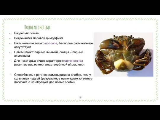 Половая система Раздельнополые Встречается половой диморфизм Размножение только половое, бесполое