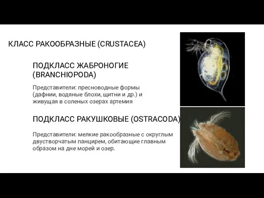 КЛАСС РАКООБРАЗНЫЕ (CRUSTACEA) ПОДКЛАСС РАКУШКОВЫЕ (OSTRACODA) Представители: мелкие ракообразные с