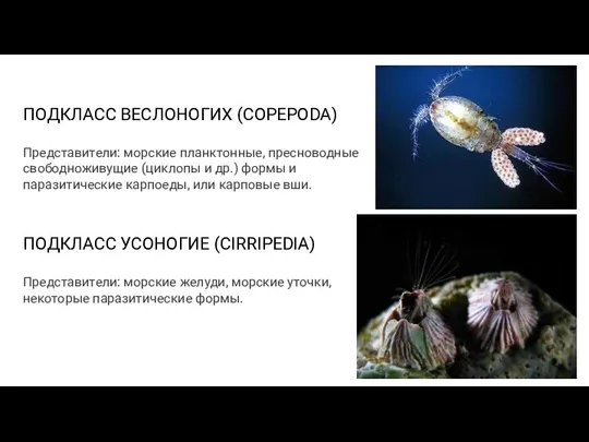 ПОДКЛАСС ВЕСЛОНОГИХ (COPEPODA) Представители: морские планктонные, пресноводные свободноживущие (циклопы и