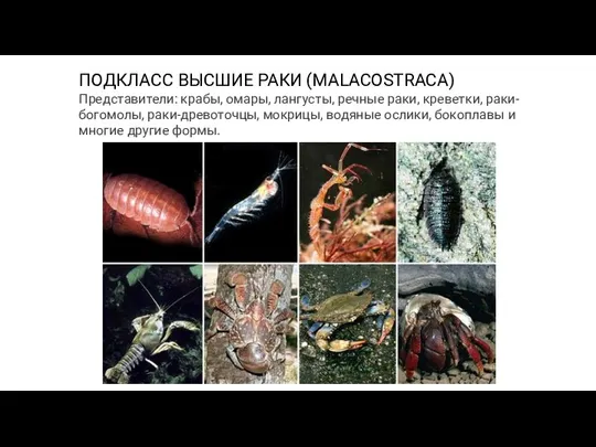 ПОДКЛАСС ВЫСШИЕ РАКИ (MALACOSTRACA) Представители: крабы, омары, лангусты, речные раки,