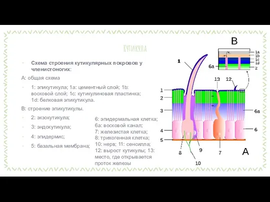 Кутикула Схема строения кутикулярных покровов у членистоногих: A: общая схема