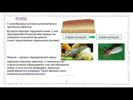 Кутикула У ракообразных кутикула дополнительно пропитана известью. Кутикула образует наружный